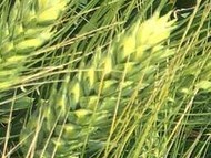 Семена озимой пшеницы донской селекции ЭС/РС1
