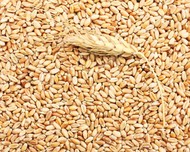 Пшеница продовольственная оптом от производителя. 3, 5, 4, класс