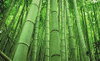 Паркет из бамбука и экзотических пород дерева