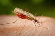 Выведение малярийного комара