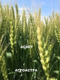 Семена озимой пшеницы сорт Аскет