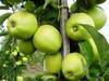 Отечественные яблоки от 17 руб/кг от производителя круглый год