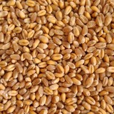Пшеница 5 класса в Туркменистане