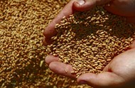 Пшеница/пшеница твердая, экспорт