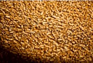 Готовы предложить производителям и трейдерам продать нам пшеницу 3кл