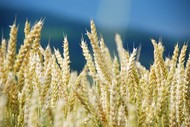 Семена пшеницы озимой  :Лилит, Изюминка, Ермак, Аскет, Капитан