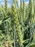 Семена озимой пшеницы сорт Ахмат ЭС