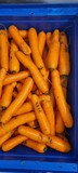 Морковь оптом 2-й сорт