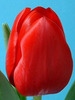 Тюльпаны оптом Иркутск