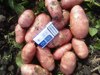 Картофель урожая 2016 года от производителя 