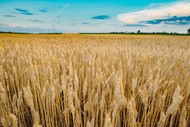 Семена пшеницы озимой  : Княгиня Ольга, Виктория Одесская, Зустрич, Скарбница