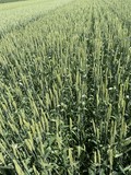 Семена озимой пшеницы сорт Безостая 100 ЭС