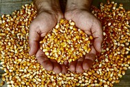 Кукуруза кормовая, продовольственная, экспорт