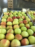 Яблоки сорт Гала, Лорд, Прима оптом от производителя