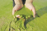 Сбор и переработка сине-зеленых водорослей в удобрения и корма