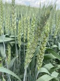 Семена озимой пшеницы сорт Герда ЭС