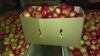Яблоки оптом и в розницу урожая 2015 