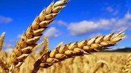 Продам твердую пшеницу