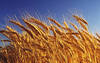 Пшеница 1 класса продовольственная оптом