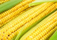 Предлагаем продать нам кукурузу