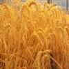 Пшеница 3 класса оптовая продажа из Казахстана