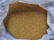 Горчица желтая сорт Люкс - Ника - Полупустынная (семена на экспорт)