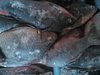 Мороженая рыба (густера, лещ, щука) оптом в Астрахани