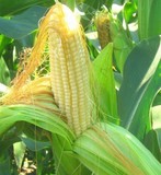 Гибриды семена кукурузы НК Нерисса 