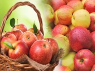 Яблоки на выгодных условиях от производителя