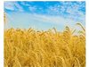 Продается пшеница 3-го класса 5 000 т