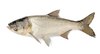 Живая рыба (толстолобик) оптом от производителя