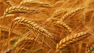 Семена пшеницы озимой  : Дон Эра, Золушка, Августа, Дон Эко
