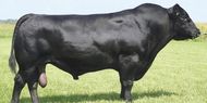 Закупаем крупный рогатый скот: коровы, быки  оптом