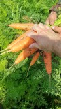Морковь оптом продаем 