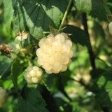 Ежевика "Polar Berry" (Полар Берри) (HD19K/С2)