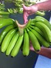 Бананы кавендиш оптом 