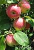 Предлагаем яблоко, сливы, персики на промышленную переработку