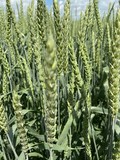 Семена озимой пшеницы сорт Илиада ЭС