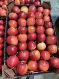 Яблоки оптом из Беларуси 65+