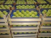 Яблоки оптом в Санкт-Петербурге, цена 39.50руб/кг