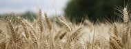 Семена пшеницы озимой  : Алексеич, Гром, Юка, Таня, Гурт