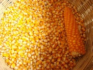 Yellow corn No. 2 FOB Black sea
