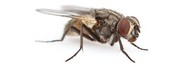 Уничтожение мух в частном доме, квартире, общежитии, бытовке  и области