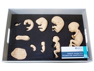 Набор моделей развития эмбриона