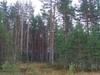 Участок 2,34 га в Прибылово. Сосновый лес, финский залив
