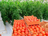 Продаем помидоры оптом в Краснодарском крае от производителя