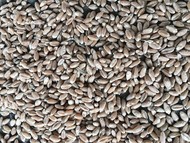 Семена озимой пшеницы сорт Конкурент ЭС