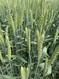 Семена озимой пшеницы сорт Лауреат ЭС