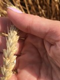 Семена озимой мягкой пшеницы сорт Лидия ЭС/РС1/РС2