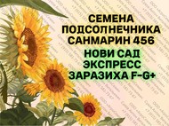 Семена гибрида подсолнечника Санмарин 456